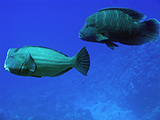 Both the Green Bumphead Parrotfish (<i>Bolbometapon muricatum</i>) and the Humphead Wrasse (<i>Cheilinus undulatus</i>) are the largest parrotfish and wrasse in the world. They are also key indicator species to the health of a reef. Both are also on the International Union for Conservation of Nature's Red List for vulnerable and endagered species, as both are extremly vulnerable to overfishing.  Credit: NOAA