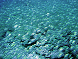 A massive school of convict tang (<i>Acanthurus triostegus</i>) uses its dizzing numbers to avoid predation while constantly on the move grazing on new patches of algae at Jarvis Island in the Pacific Remote Islands Marine National Monument.     Credit: NOAA, Kevin Lino