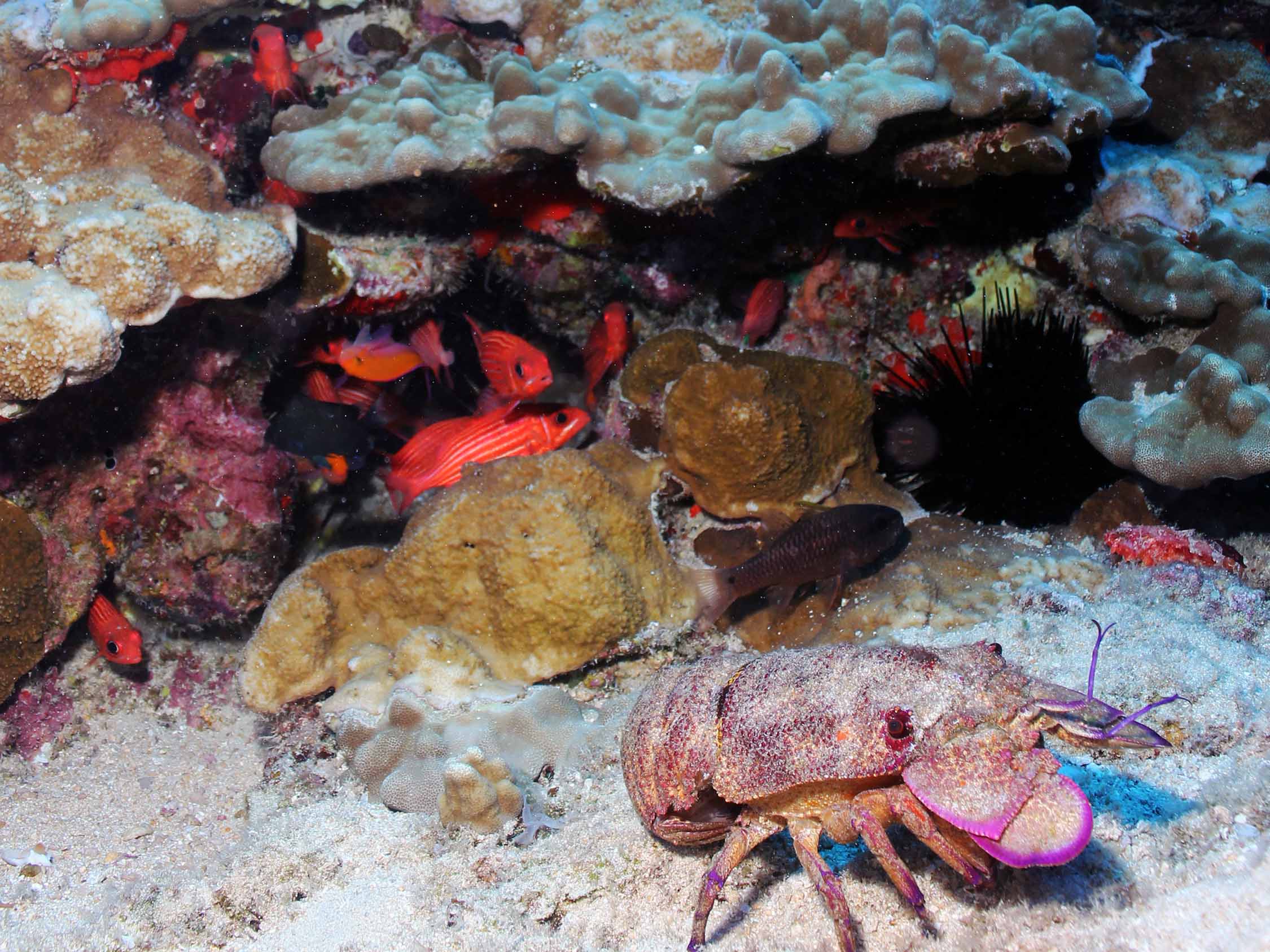 A regal slipper lobster (Arctides regalis) patrols a busy coral reef habitat of massive Porites and encrusting Monitpora corals off the coast of Moloka'i in the main Hawaiian Islands.  Credit: NOAA, Ray Boland