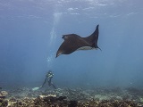 A scientist encounters a manta ray during the fish survey at Jarvis Island in the Pacific Remote Islands. Credit: NOAA Fisheries/Rebecca Weible.