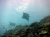 A pair of reef manta rays (Manta alfredi) coast over the shallow reefs of Howland Island, Pacific Remote Islands Marine National Monument. Credit: NOAA, Paula Ayotte