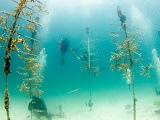 Scientists maintain corals growing in a coral reef nursery. The coral fragments will later be used to restore a degraded reef. Credit: NOAA.