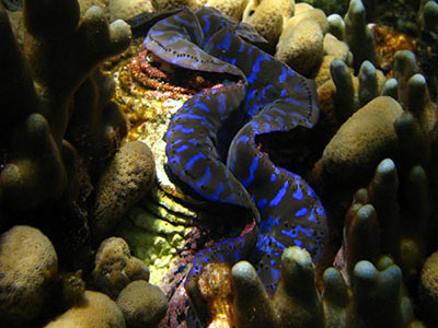 Giant clams (<i>Tridacna sp</i>), like this one at Maug Caldera in the Commonwealth of the Northern Marianas Islands Marine National Monument, are colorful filer feeders on the reef. They, like most corals, house a symbiotic algae in their tissue that will photosynthesize during the day producing food for both the clam and algae.   Credit: NOAA