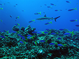 A <i>Carcharhinus amblyrhynchos</i> (Gray Reef Shark) swims among a colorful school of <i>Caesio teres</i> (Yellow and Blueback Fusiliers) in the Pacific Remote Islands Marine National Monument. Credit: NOAA.