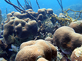Photo taken during a National Coral Reef Monitoring Program mission in St. Thomas 2015 of <i>Orbicella annularis</i> colonies. <i>O. annularis</i> is listed as "threatened" under the Endangered Species Act.  Credit: NOAA.
