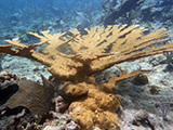 <i>Acropora palmata</i> colony observed during National Coral Reef Monitoring Program surveys in St. Thomas, 2015. <i>A. palmata</i> is listed as "threatened" under the Endangered Species Act.  Credit: NOAA.