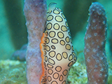 A flamingo tongue mollusk observed exploring a coral fragment during a National Coral Reef Monitoring Program mission in the USVI, July 2015.  Credit: NOAA.