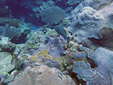 Large grouper observed swimming over dense coral reefs including species such as <i>Montastraea cavernosa</i> in Flower Garden Banks National Marine Sanctuary during 2015 National Coral Reef Monitoring Program surveys.  Credit: NOAA.