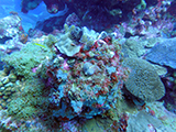 Coral community at Flower Garden Banks National Marine Sanctuary observed during a National Coral Reef Monitoring Program mission in August 2015.  Credit: NOAA.