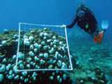 A scuba diver surveys bleached corals in the U.S. Virgin Islands. Credit: NOAA