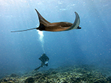 An inquisituve reef manta ray<i>(Manta alfredi)</i> casually glides past a pair of divers conducting a fish survey at Palmyra Atoll in the Pacific Remote Islands Area Marine National Monument.    Credit: NOAA, James Morioka