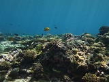 The western terrace reef of Palmyra atoll in the Pacific Remote Islands. Credit: NOAA Fisheries/Chelsie Counsell.