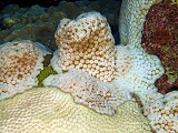 Bleached coral in the Flower Garden Banks National Marine Sanctuary following Hurricane Rita in 2005. Credit: NOAA.