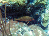 A red hind fish (Epinephelus guttatus) swimming among pillar coral in St. John, U.S. Virgin Islands.  Credit: NOAA.
