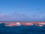 The reef at Rose Atoll in the Pacific Remote Islands is covered in crustose coralline algae—a calcifying algae that can be pink and purple. The oceanographic conditions here are just right for this algae to build its calcium skeleton and thrive. It can even survive after being exposed during low tide. Credit: NOAA Fisheries/Samantha Clements.