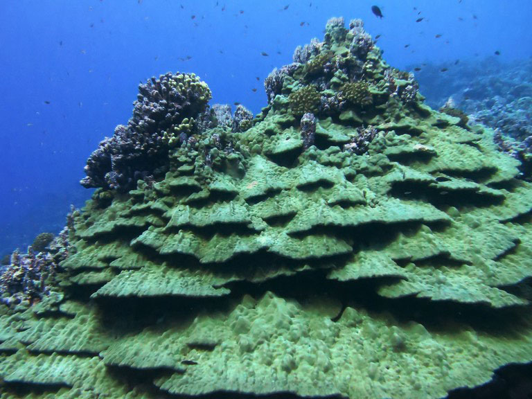 Massive colony of Porites showing conspicuous layered towering structure at Rose Atoll Marine National Monument, American Samoa.  Credit: NOAA, Louise Giuseffi