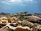 The forereef benthic community at Swains Island in American Samoa is dominated by an assemblage of plating Montipora and branching cauliflower coral (Pocillopora meandrina).  Credit: NOAA, James Morioka