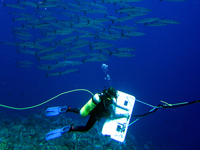 Marie Ferguson, a NOAA Coral Reef Ecosystem Program towed survey diver, is escorted by a school of Blackfin Barracuda (<i>Sphyraena genie</i>) along the sloping reefs of Swains Island, American Samoa.  Credit: NOAA
