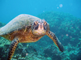 A curious sea turtle in Hawaii. Credit: NOAA, Kathy Chaston