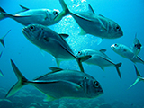 The bigeye trevally (Caranx sexfasciatus) is commonly found in large slow moving schools during the day and become more active when feeding at night.  Credit: NOAA
