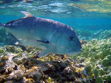 Ulua fish in Hawaii. Ulua are fierce predators in the Pacific and Indian Oceans. Credit: NOAA, Claire Fackler