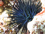 The blue-black urchin (<i>Echinothrix diadema</i>) is a common species of colorful tropical sea urchin found throughout the Indo-Pacific, including Pagan Island in the Commonwealth of the Northern Marianas Islands Marine National Monument.   Credit: NOAA