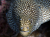The Whitemouth Moray Eel <i>(Gymnothorax meleagris)</i> is found throughout the Indo-Pacific lurking in nooks in reef awaiting unsuspecting fish to pass by too closely.  Credit: NOAA, Kevin Lino