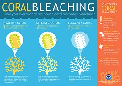 Coral Bleaching: Have you ever wondered how a coral becomes bleached?