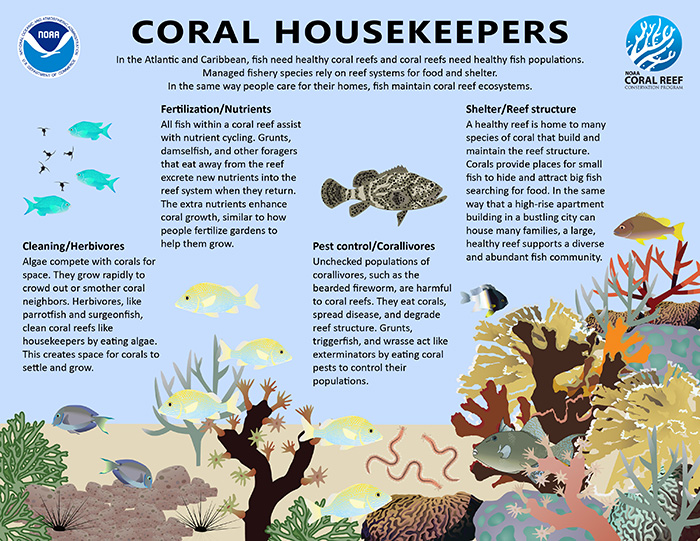 Coral Housekeepers in the Atlantic Basin