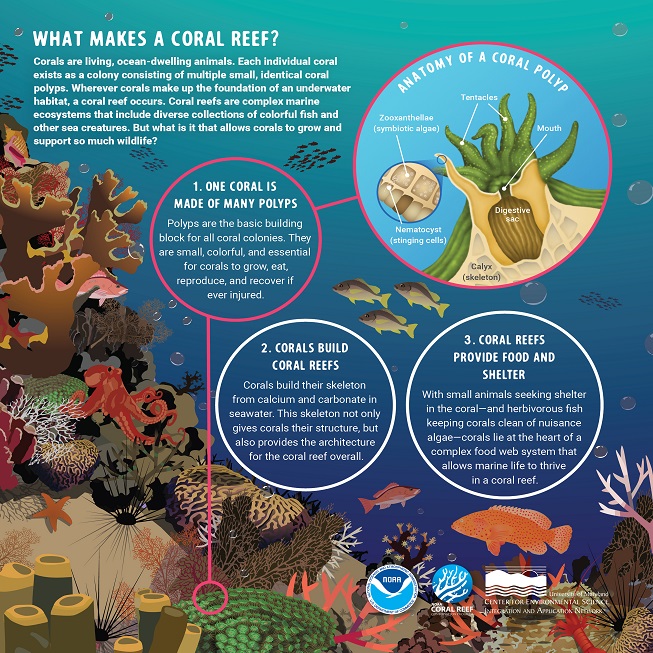 What Makes a Coral Reef